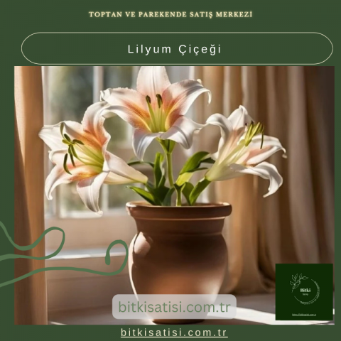 Lilyum Çiçeği Bakımı: Evinizi Renkli ve Kokulu Hale Getirin