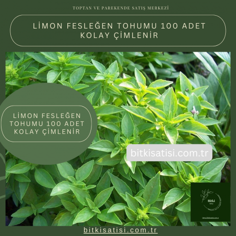 Limon Fesleğen Tohumu 100 Adet Kolay Çimlenir