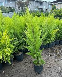 Hızlı Büyüyen Limon Servi ile Bahçenizi Canlandırın 150 CM