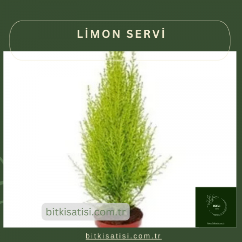 Hızlı Büyüyen Limon Servi ile Bahçenizi Canlandırın