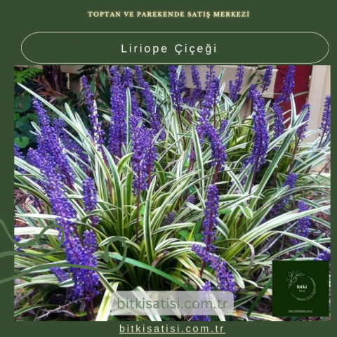 Liriope Çiçeği Satın Al: Gölgeye Dayanıklı, Zarif Çiçekler