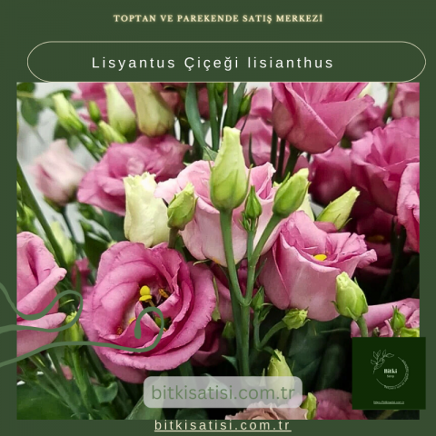 Lisyantus Çiçeği lisianthus