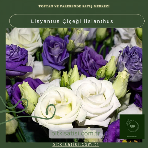 Lisyantus Çiçeği lisianthus