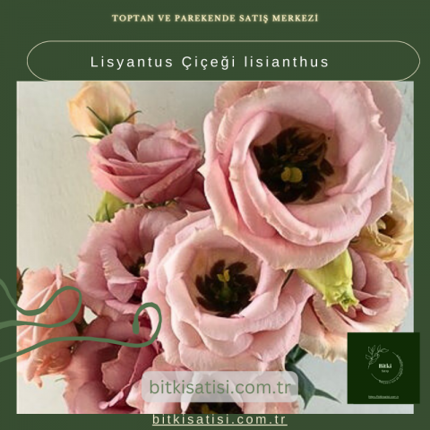 Lisyantus Çiçeği lisianthus