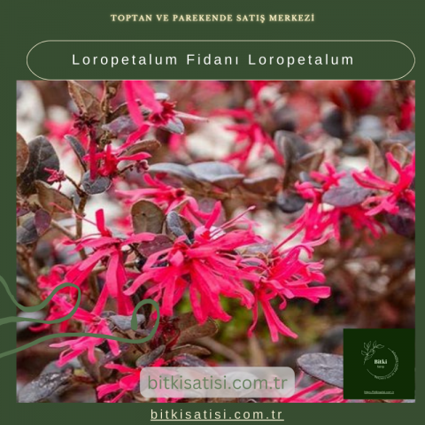 Loropetalum Fidanı Loropetalum