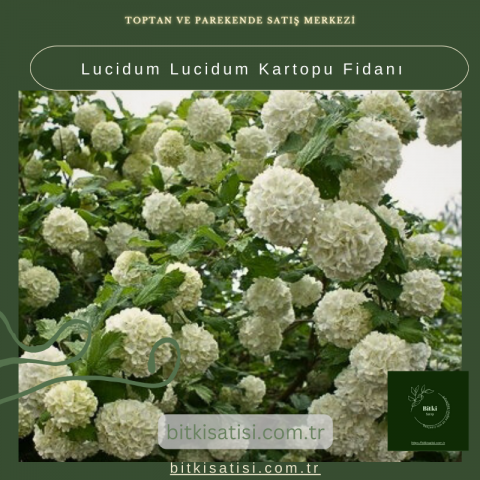 Dört Mevsim Güzellik İçin Kartopu Fidanı