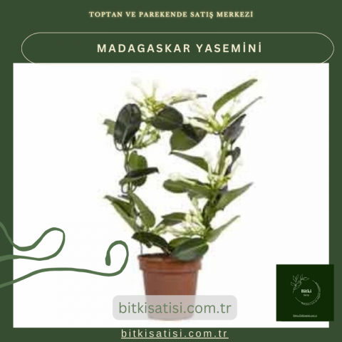 Madagaskar Yasemini Muhteşem Kokulu