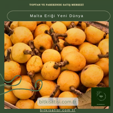 Malta Eriği Yeni Dünya