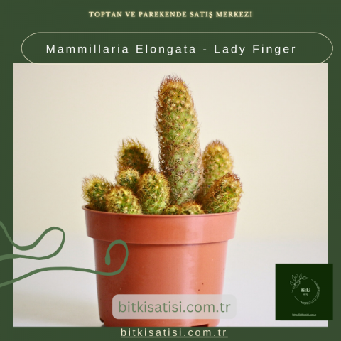 Mammillaria Elongata - Lady Finger