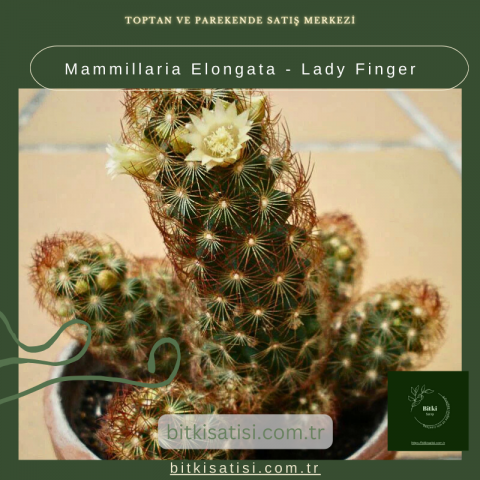 Mammillaria Elongata - Lady Finger