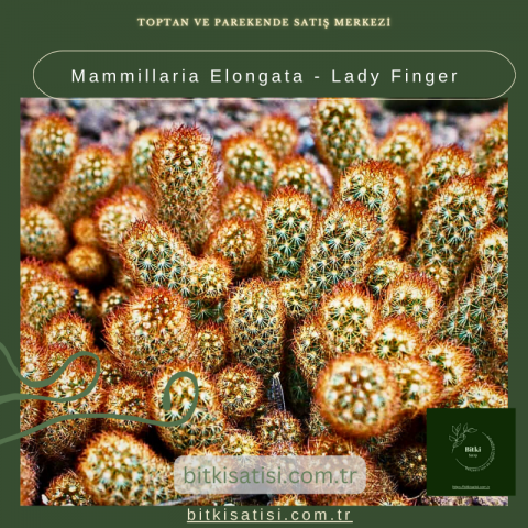 Mammillaria Elongata - Lady Finger