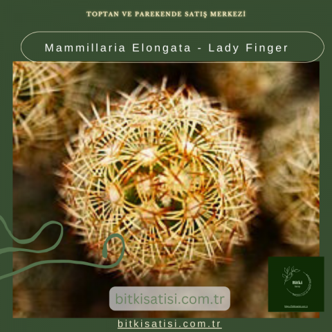 Mammillaria Elongata - Lady Finger