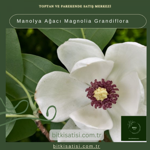 Manolya Ağacı Magnolia Grandiflora