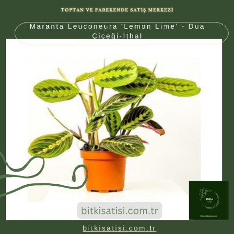 Maranta Leuconeura 'Lemon Lime' - Dua Çiçeği-İthal