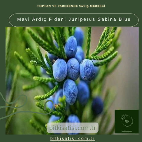 Mavi Ardıç Fidanı Juniperus Sabina Blue
