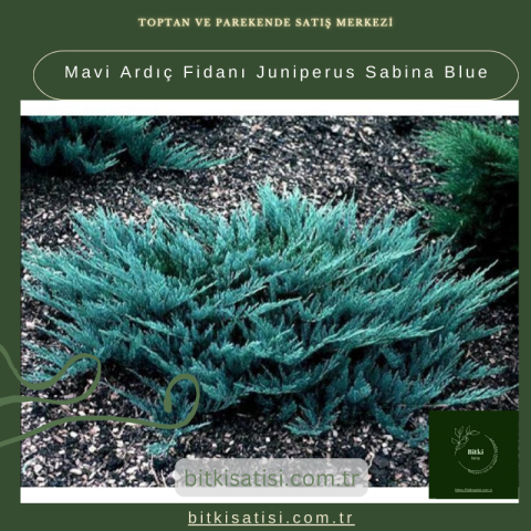 Mavi Ardıç Fidanı Juniperus Sabina Blue