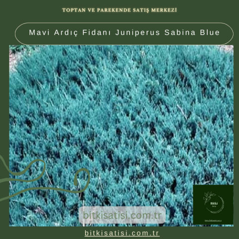 Mavi Ardıç Fidanı Juniperus Sabina Blue