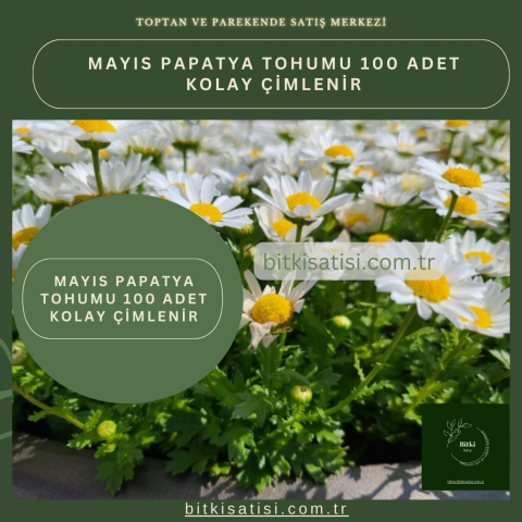 Mayıs Papatya Tohumu 100 Adet Kolay Çimlenir