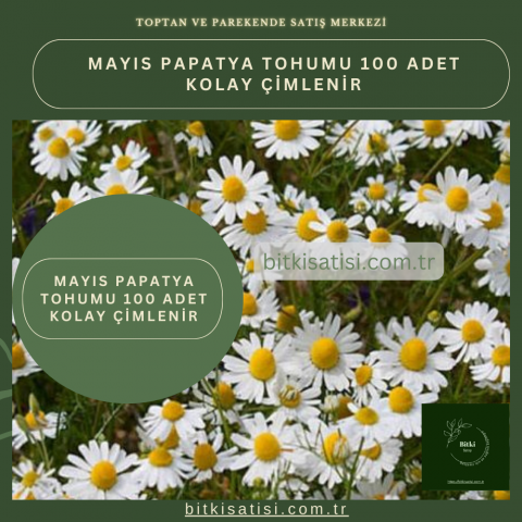 Mayıs Papatya Tohumu 100 Adet Kolay Çimlenir