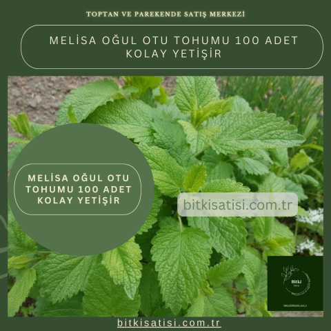 Melisa Oğul Otu Tohumu 100 Adet Kolay Yetişir
