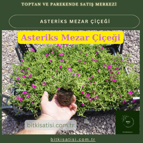 Mezar Çiçeği Seti. 45 Asteriks  5 Kazayağı1 Mezar Gülü