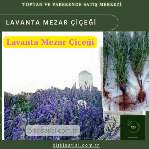 Mezar Çiçeği Seti. 45 Asteriks  5 Kazayağı1 Mezar Gülü