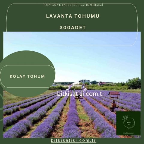 Mor Lavanta Tohumu 300 Adet Kolay çimlenir 10 PAKET 