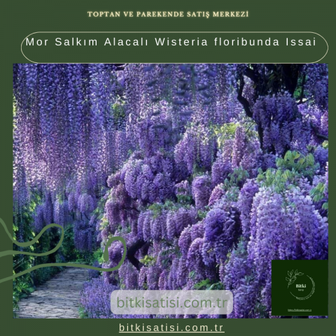 Mor Salkım Alacalı Wisteria floribunda Issai