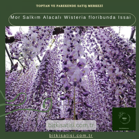 Mor Salkım Alacalı Wisteria floribunda Issai