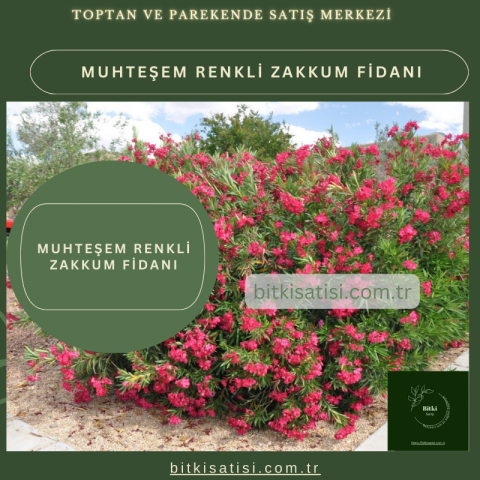 Muhteşem Renkli Zakkum Fidanı Kırmızı Pembe Beyaz Renkli 3 Renk alana 1 hediye