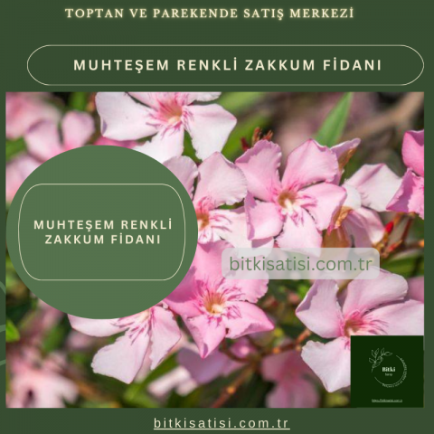 Muhteşem Renkli Zakkum Fidanı Kırmızı Pembe Beyaz Renkli