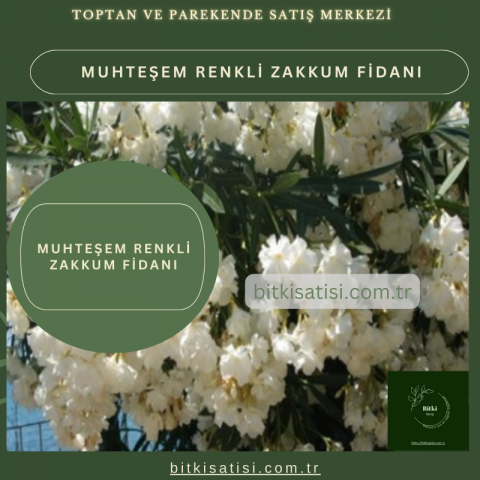 Muhteşem Renkli Zakkum Fidanı Kırmızı Pembe Beyaz Renkli