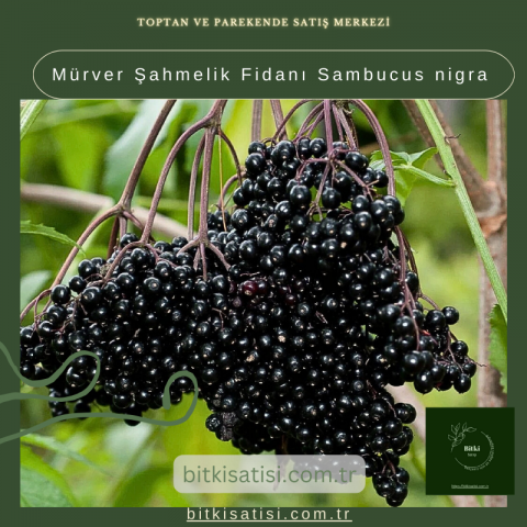 Mürver Şahmelik Fidanı Sambucus nigra