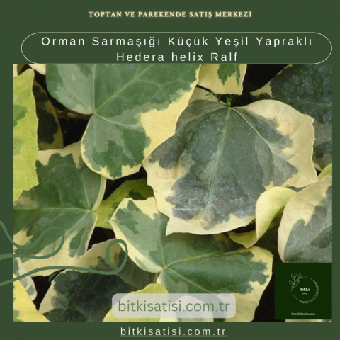 Orman Sarmaşığı Küçük Yeşil Yapraklı Hedera helix Ralf