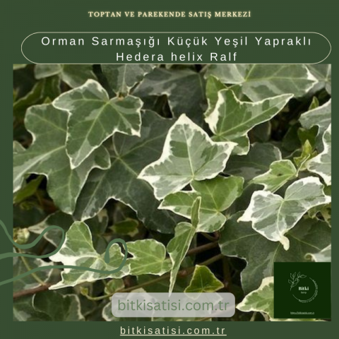 Orman Sarmaşığı Küçük Yeşil Yapraklı Hedera helix Ralf