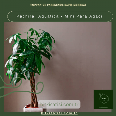 Pachira  Aquatica - Mini Para Ağacı