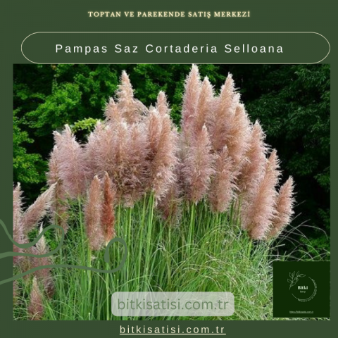 Pampas Saz Cortaderia Selloana