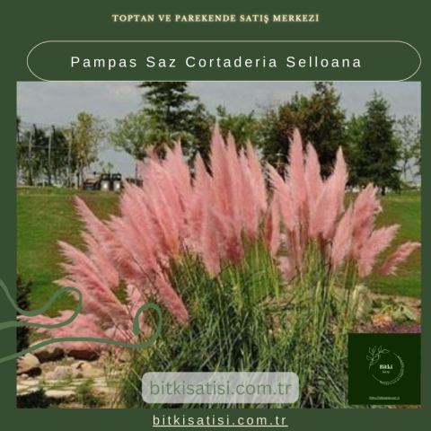 Pampas Saz Cortaderia Selloana