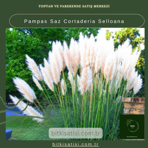 Pampas Saz Cortaderia Selloana