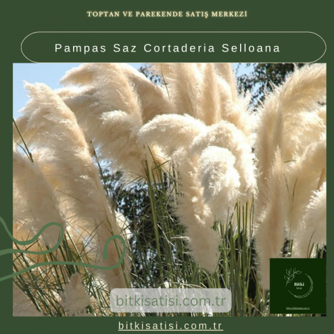 Pampas Saz Cortaderia Selloana