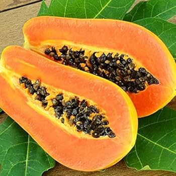 Papaya Fidanı ile Tropikal Meyve Keyfini Yaşayın - Hızlı Büyüyen Ağaç Kavunu
