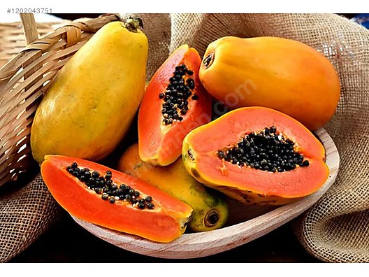 Papaya Fidanı ile Tropikal Meyve Keyfini Yaşayın - Hızlı Büyüyen Ağaç Kavunu