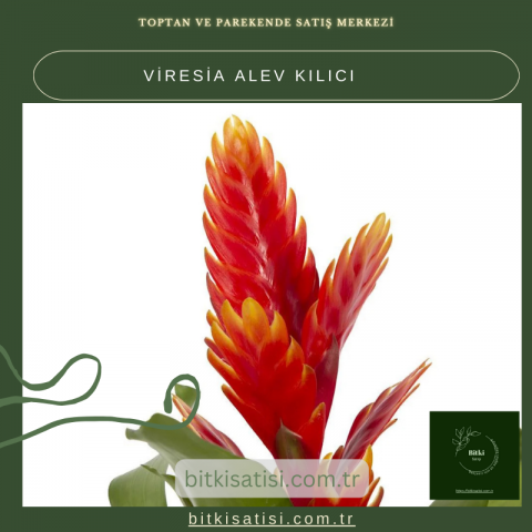 Parlak Çiçekleriyle Viresia Alev Kılıcı, Evinize Tropikal Hava Katıyor