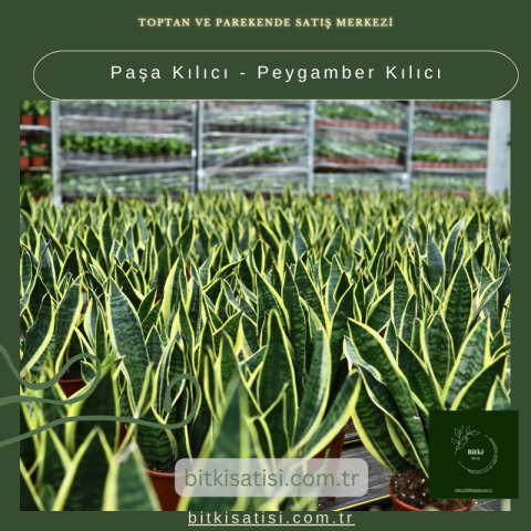 Paşa Kılıcı - Peygamber Kılıc