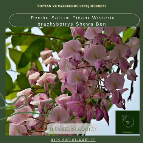 Pembe Salkım Fidanı Wisteria brachybotrys Showa Beni