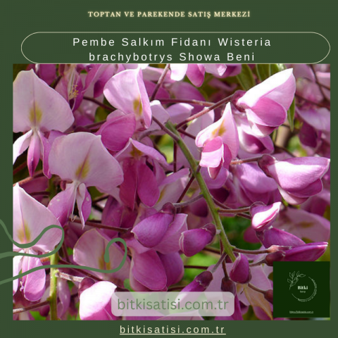 Pembe Salkım Fidanı Wisteria brachybotrys Showa Beni