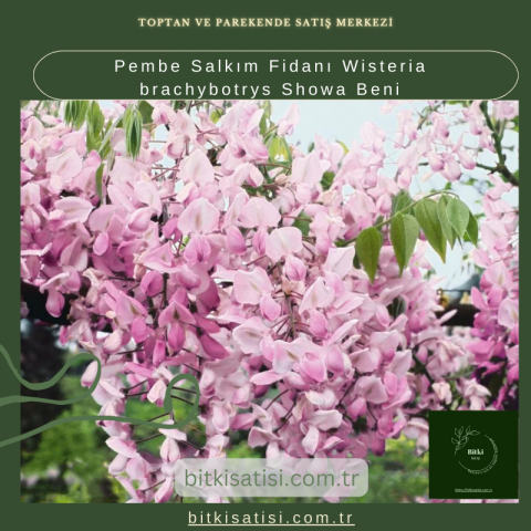 Pembe Salkım Fidanı Wisteria brachybotrys Showa Beni