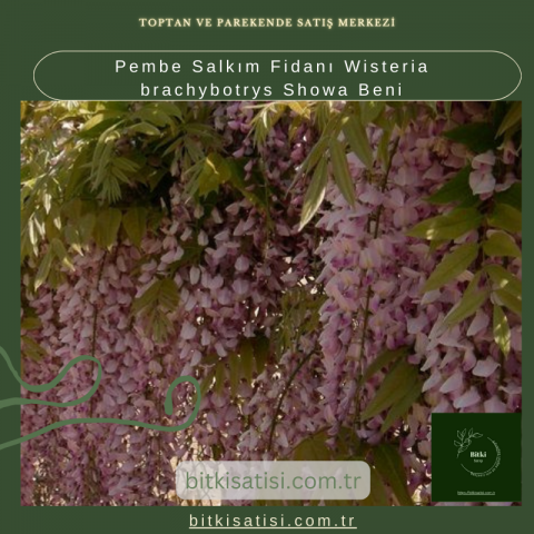 Pembe Salkım Fidanı Wisteria brachybotrys Showa Beni