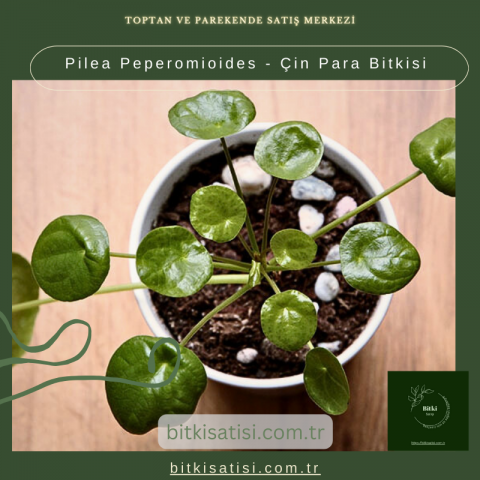 Pilea Peperomioides - Çin Para Bitkisi