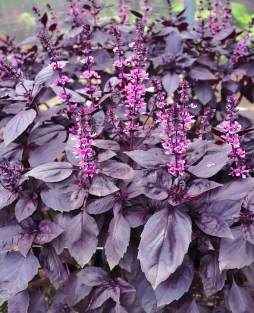 Reyhan Çiçeği ile Bahçenize Zarif Bir Dokunuş Ekleyin Reyhan Çiçeği ile Bahçenize Zarif Bir Dokunuş Ekleyin